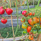 Mishka Kosolapy DER TOMATENFLÜSTERER