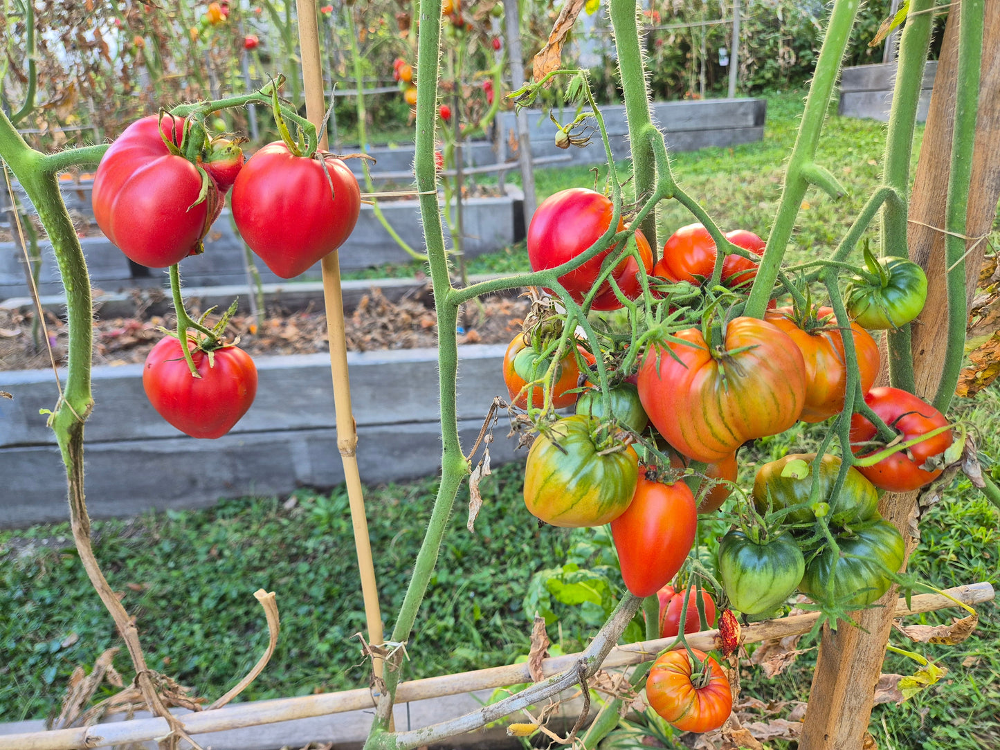Mishka Kosolapy DER TOMATENFLÜSTERER