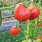 Mishka Kosolapy DER TOMATENFLÜSTERER