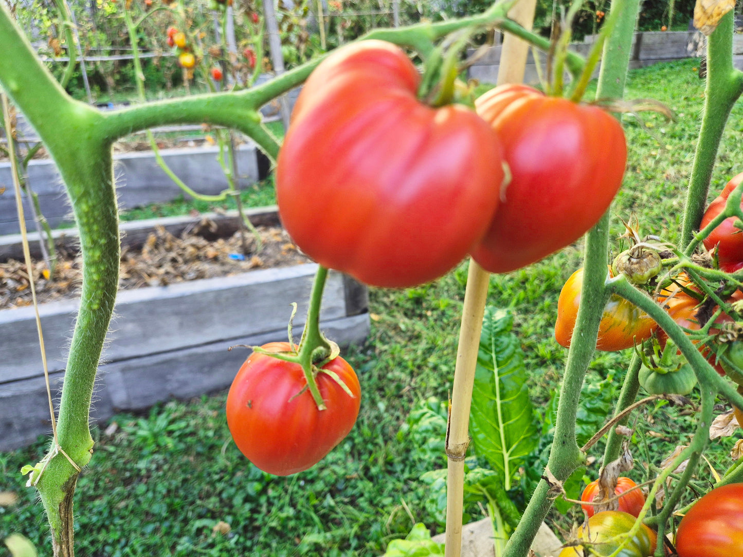 Mishka Kosolapy DER TOMATENFLÜSTERER