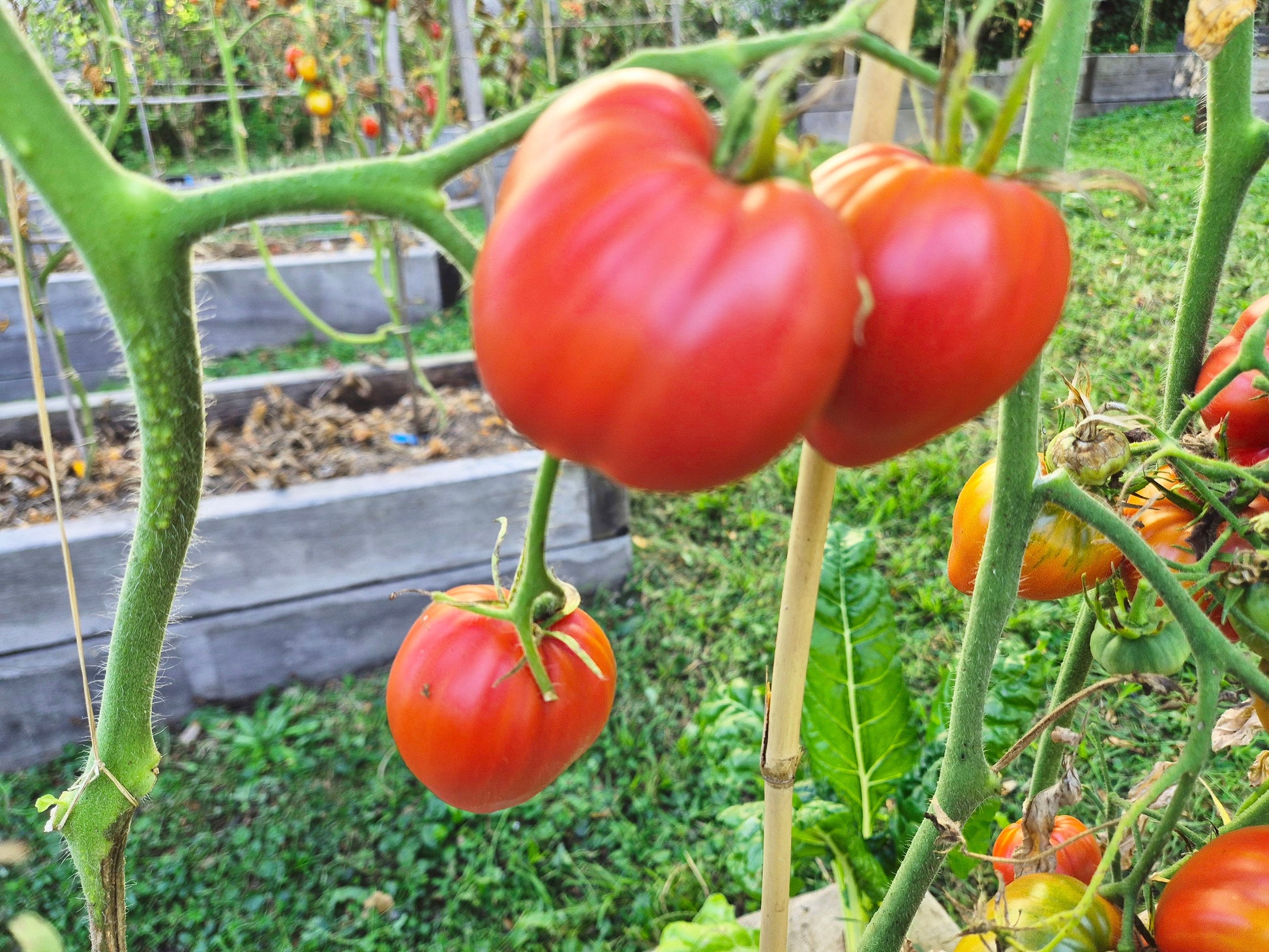 Mishka Kosolapy DER TOMATENFLÜSTERER