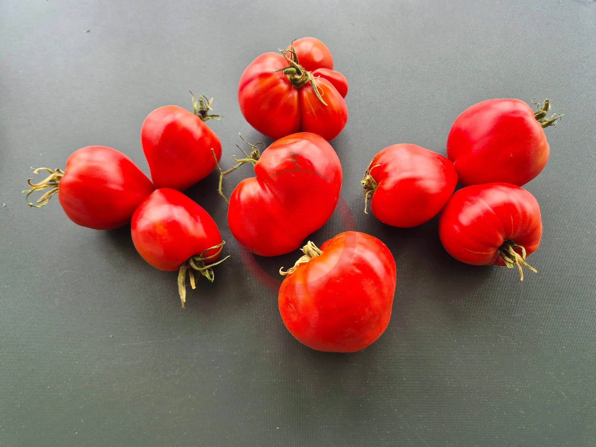 Mishka Kosolapy DER TOMATENFLÜSTERER