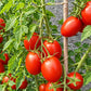 Mom´s Paste DER TOMATENFLÜSTERER