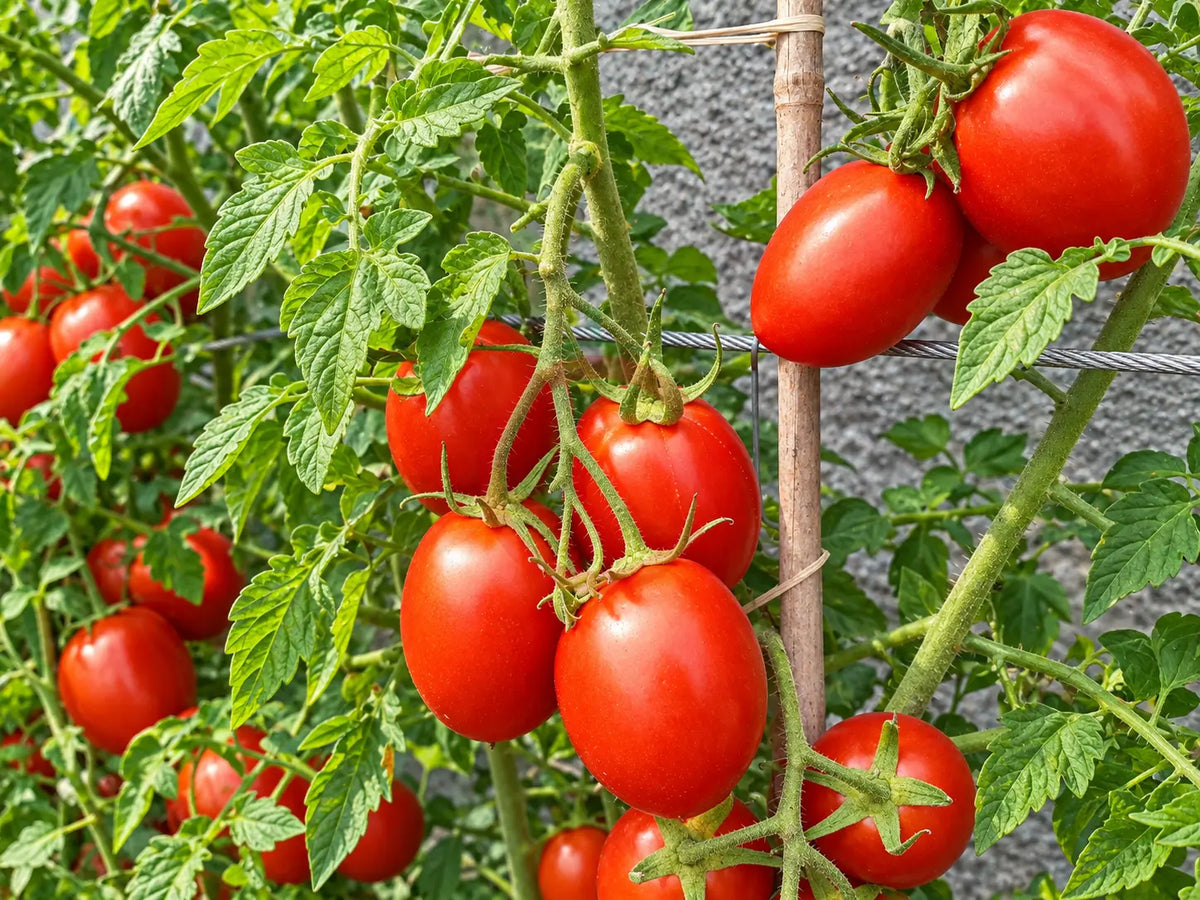 Mom´s Paste DER TOMATENFLÜSTERER
