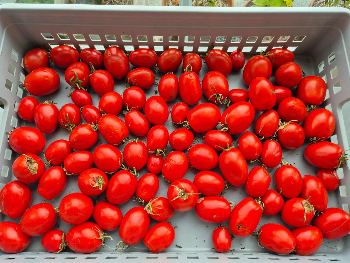 Mom´s Paste DER TOMATENFLÜSTERER