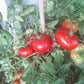 Mongolskiy Karlik DER TOMATENFLÜSTERER