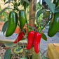 Monster Jalapeno DER TOMATENFLÜSTERER