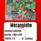 Moranginho DER TOMATENFLÜSTERER