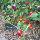 Moranginho DER TOMATENFLÜSTERER