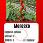 Morosko DER TOMATENFLÜSTERER