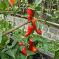 Morosko DER TOMATENFLÜSTERER