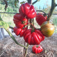 Morskaya Zvezda DER TOMATENFLÜSTERER