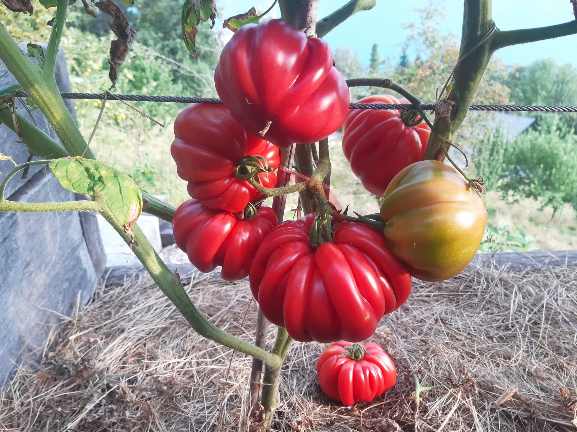 Morskaya Zvezda DER TOMATENFLÜSTERER