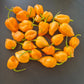 Moruga Peach DER TOMATENFLÜSTERER