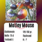 Motley Mouse DER TOMATENFLÜSTERER