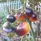 Motley Mouse DER TOMATENFLÜSTERER