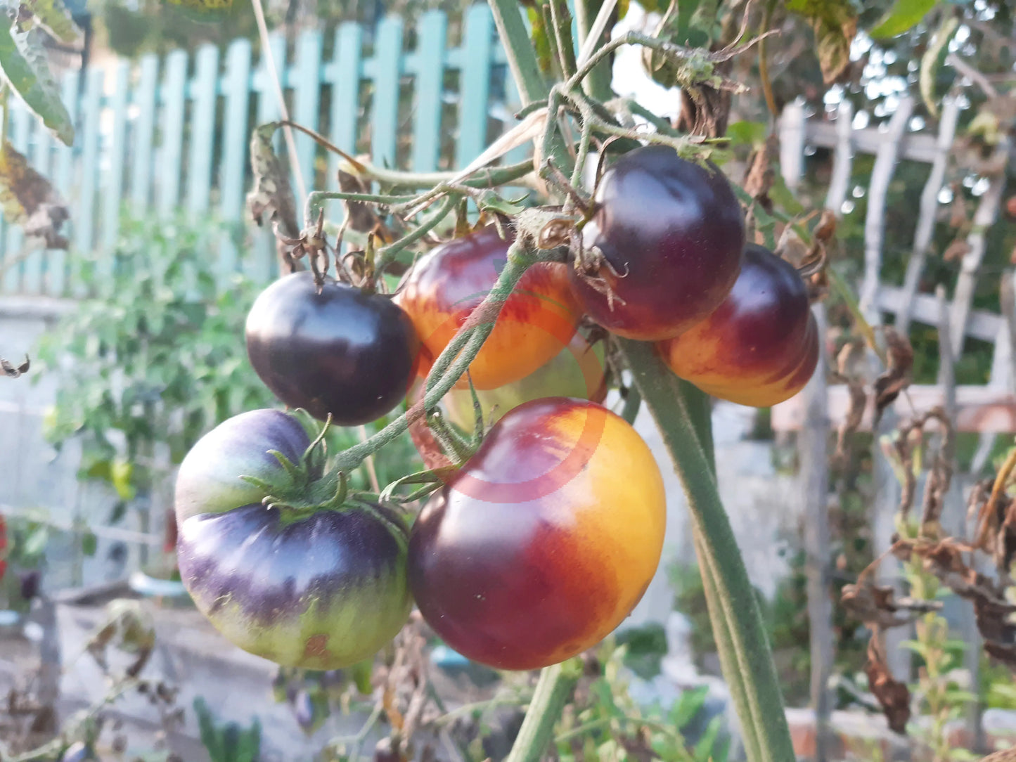Motley Mouse DER TOMATENFLÜSTERER