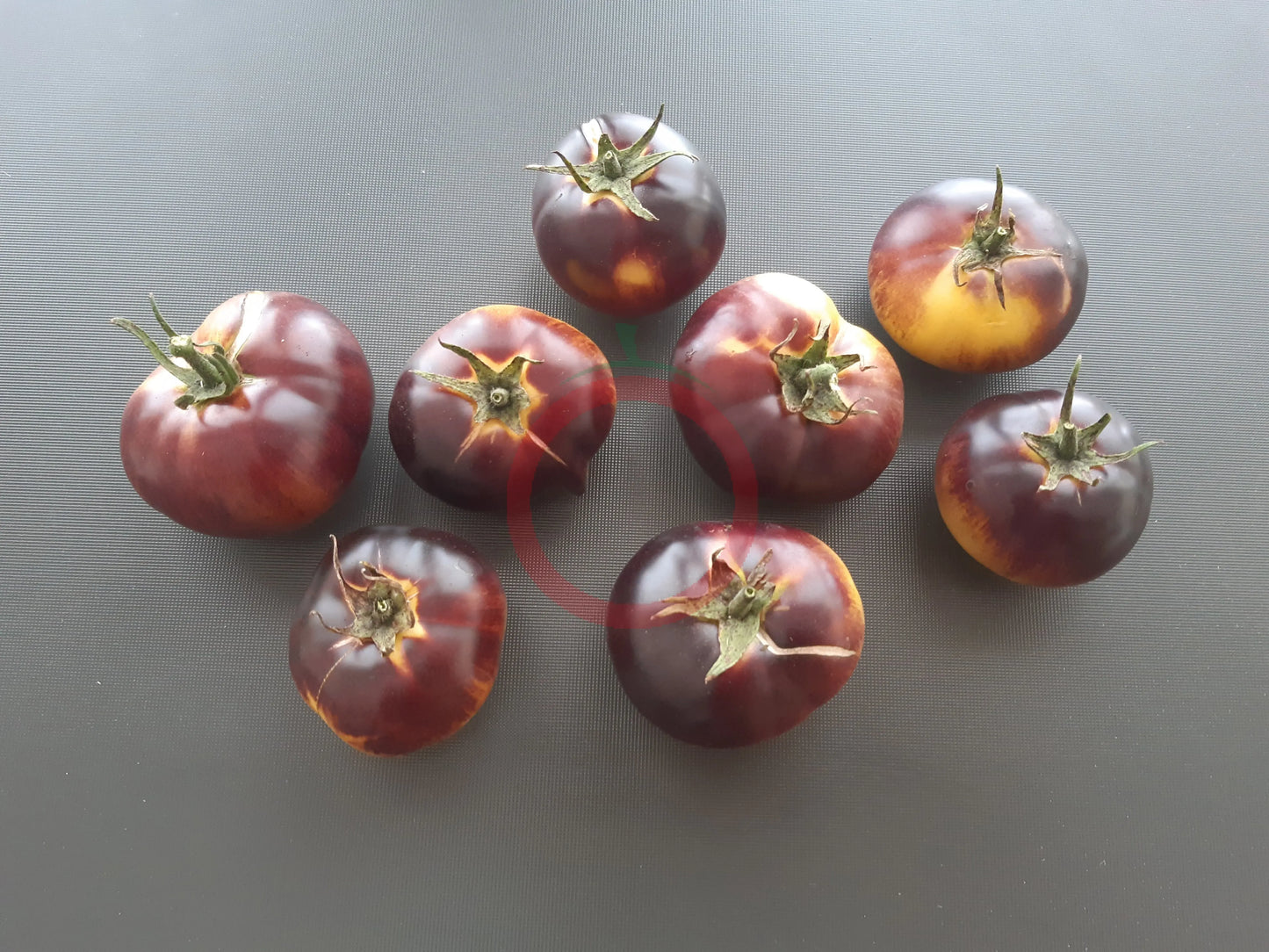 Motley Mouse DER TOMATENFLÜSTERER