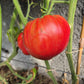 Mrs. Schlaubaugh's Famous Strawberry DER TOMATENFLÜSTERER