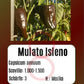 Mulato Isleno DER TOMATENFLÜSTERER