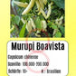 Murupi Boa Vista DER TOMATENFLÜSTERER