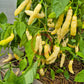 Murupi Boa Vista DER TOMATENFLÜSTERER