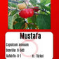 Mustafa DER TOMATENFLÜSTERER