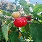 Mustafa DER TOMATENFLÜSTERER