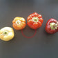 Mustafa DER TOMATENFLÜSTERER