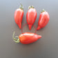 Nadezhda Tarasenko DER TOMATENFLÜSTERER