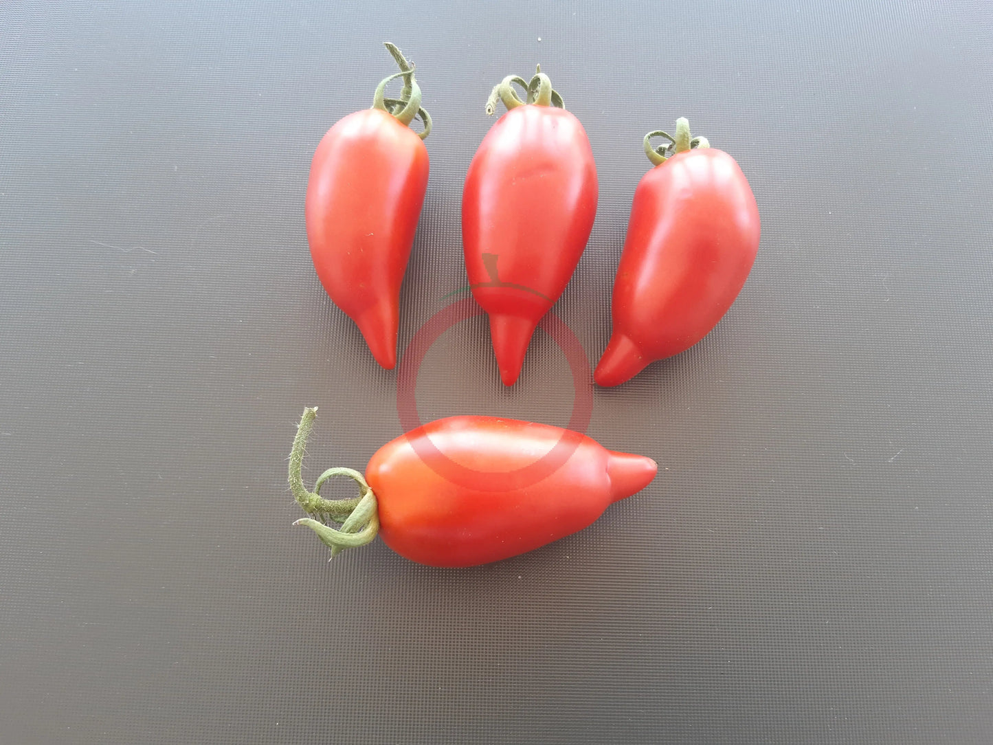 Nadezhda Tarasenko DER TOMATENFLÜSTERER