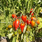 Nadezhda Tarasenko DER TOMATENFLÜSTERER