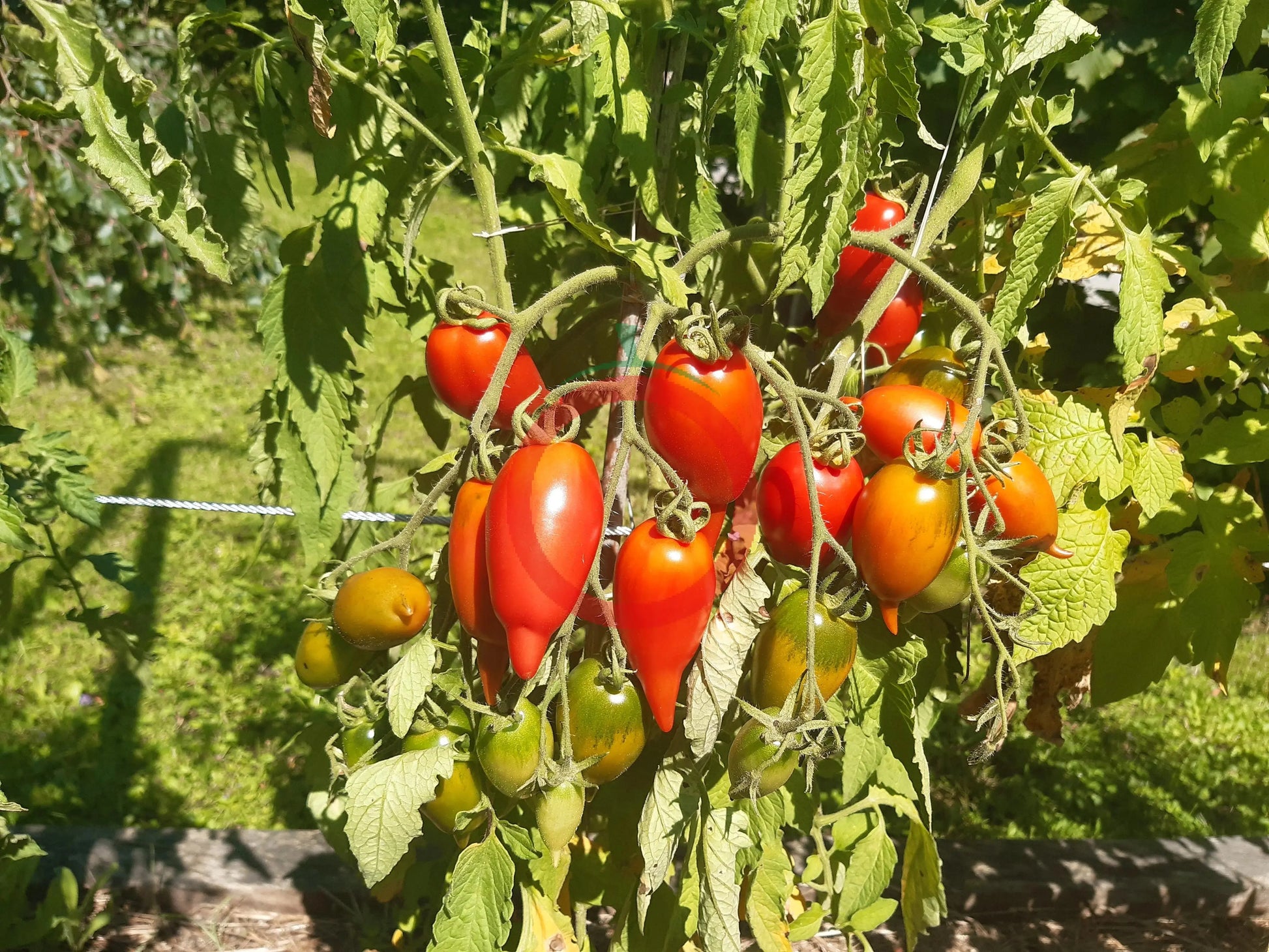 Nadezhda Tarasenko DER TOMATENFLÜSTERER