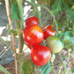 Nadja DER TOMATENFLÜSTERER