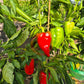 Nafanja DER TOMATENFLÜSTERER