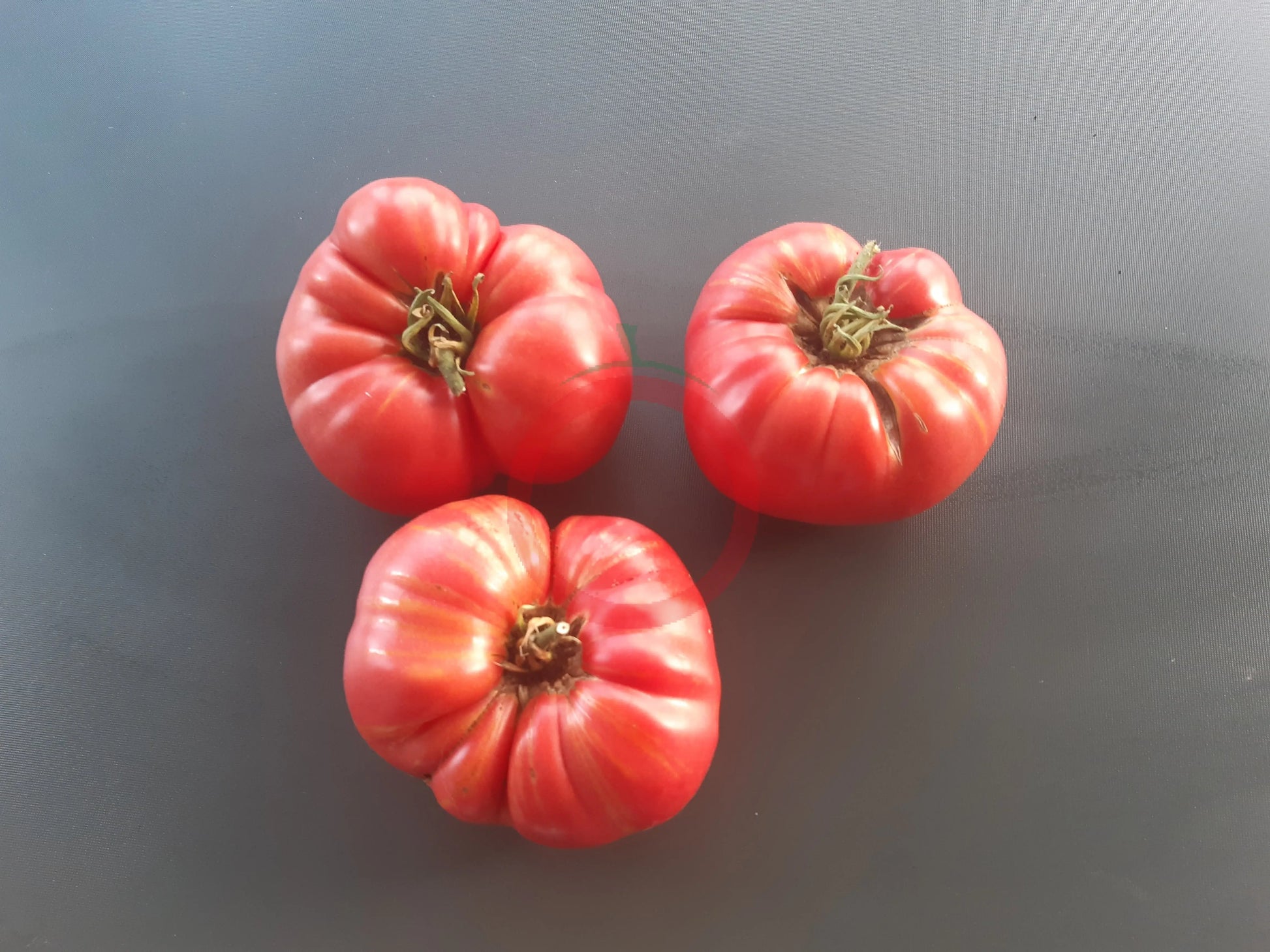 Nahuelbuta Pink DER TOMATENFLÜSTERER