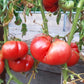 Nahuelbuta Pink DER TOMATENFLÜSTERER