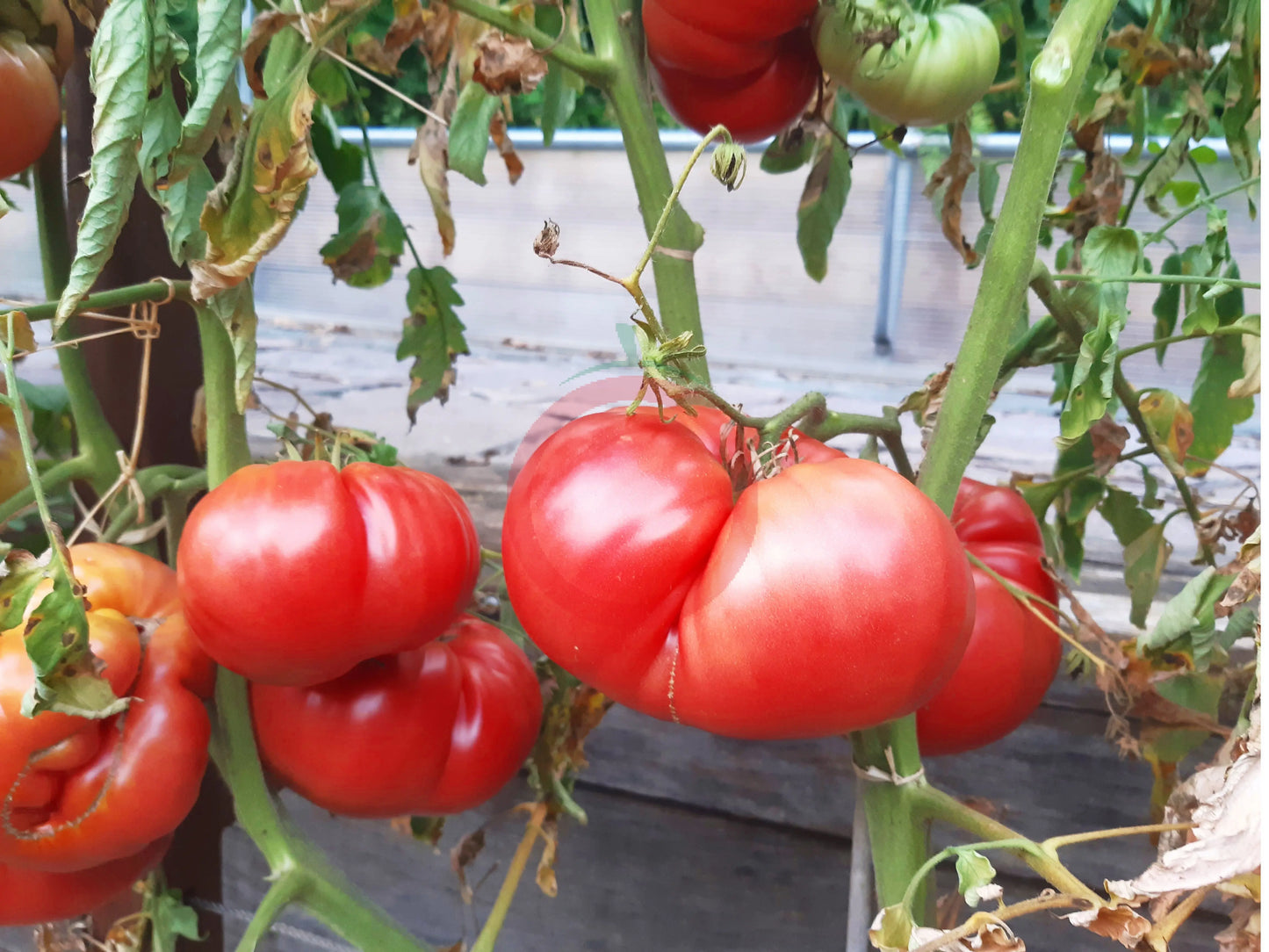 Nahuelbuta Pink DER TOMATENFLÜSTERER