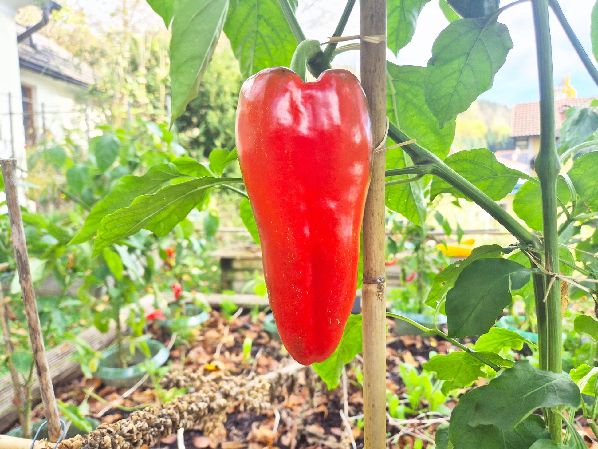 Najerano DER TOMATENFLÜSTERER