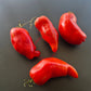 Nariz de Bruja DER TOMATENFLÜSTERER