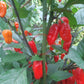 Nazgul´s Breakfast Red F7 DER TOMATENFLÜSTERER