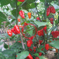 Nazgul´s Breakfast Red F7 DER TOMATENFLÜSTERER