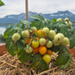 Nebolshoy Limon DER TOMATENFLÜSTERER