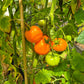 Nebraska Wedding DER TOMATENFLÜSTERER