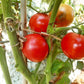 Nepal DER TOMATENFLÜSTERER