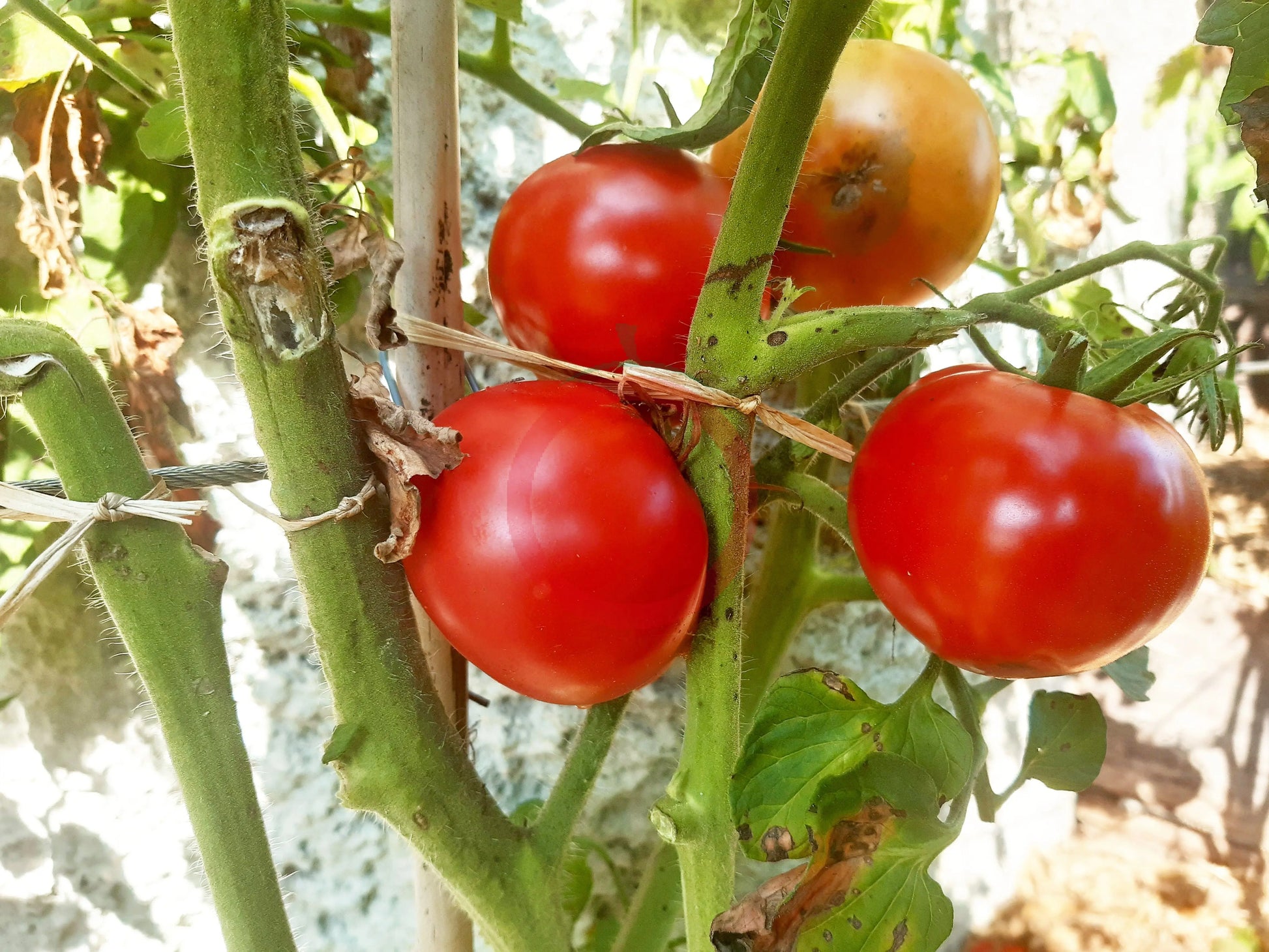 Nepal DER TOMATENFLÜSTERER