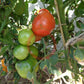Nepal DER TOMATENFLÜSTERER