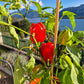 Neusiedler Ideal DER TOMATENFLÜSTERER