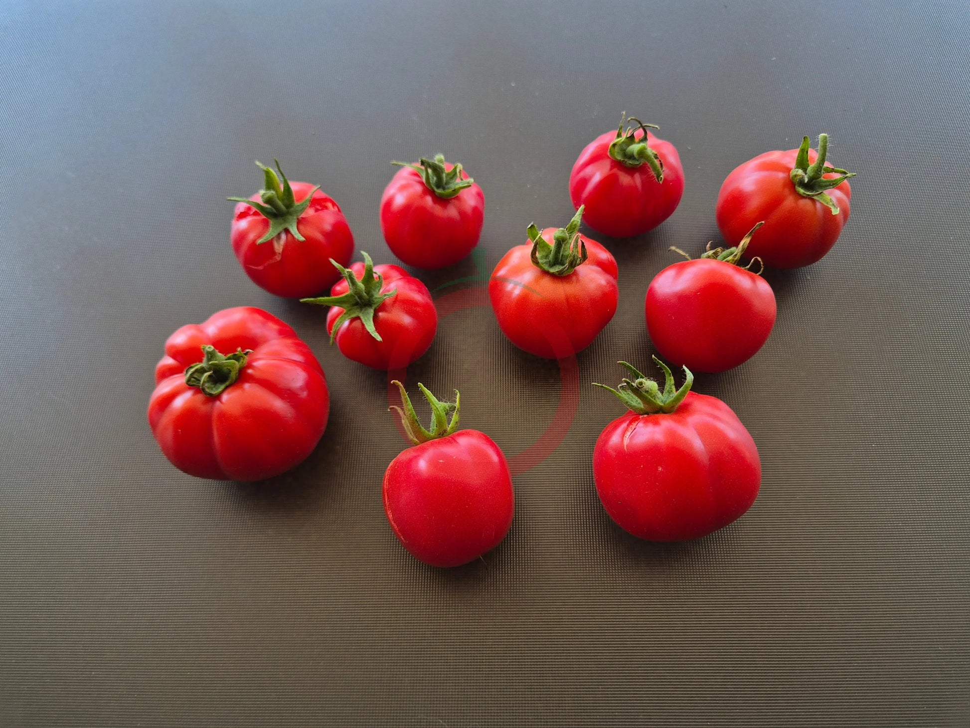 Nochtli DER TOMATENFLÜSTERER