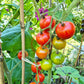 Norwood Meiners DER TOMATENFLÜSTERER